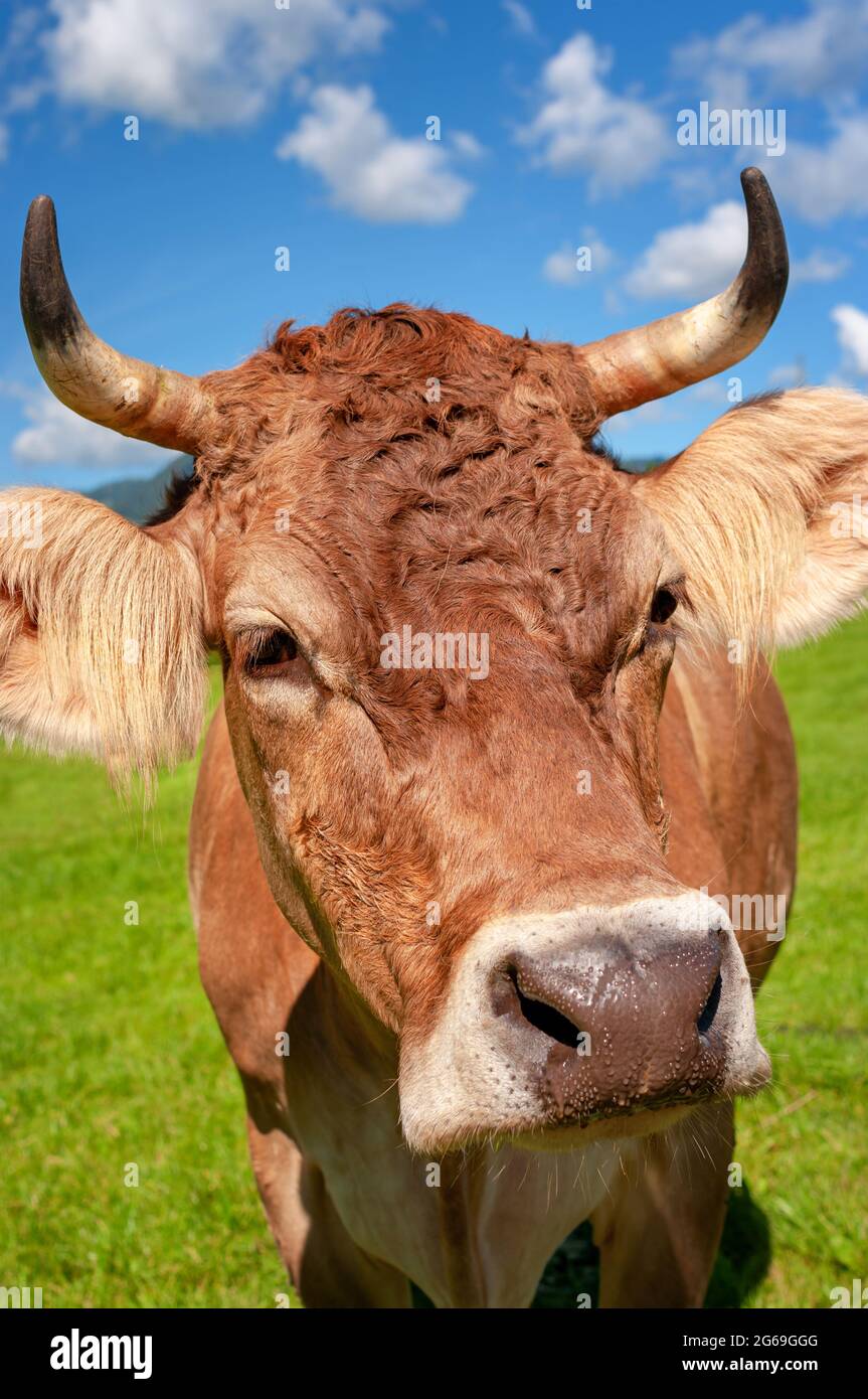 Cow in the Alps, Bavaria Germany Stock Photo