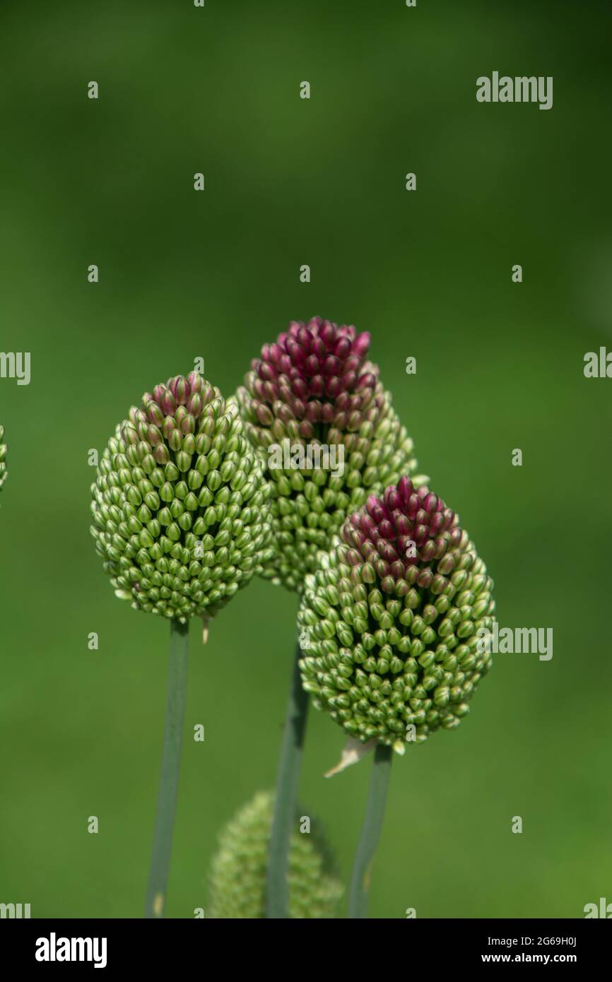 round-headed leek with egg-shaped colorful bulbs flowering in july Stock Photo