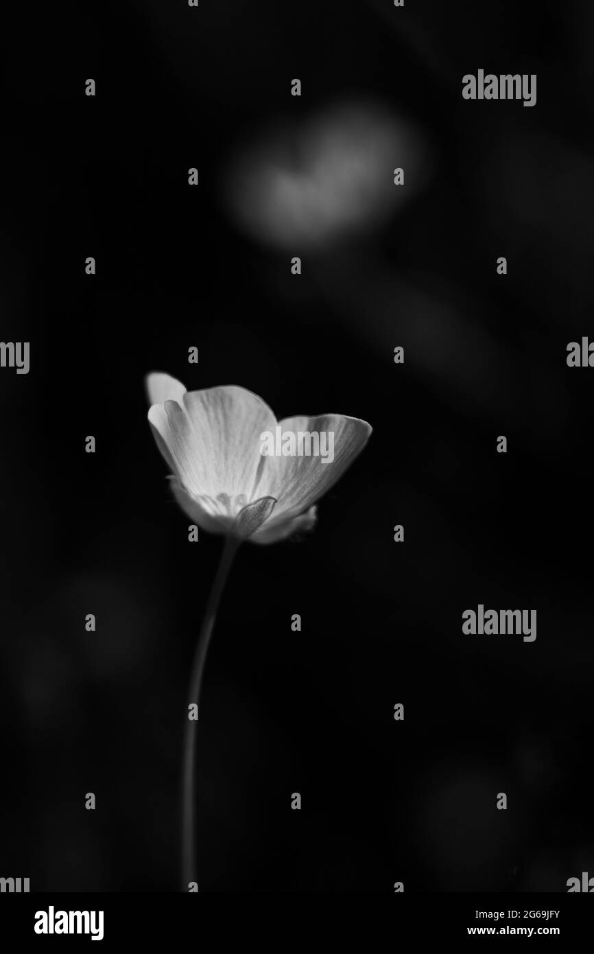 black and white flowers, flower, blossom, spring, macro, nature, dark, mysterious, petal, petals, details, natural light, beauty, love, emotive Stock Photo