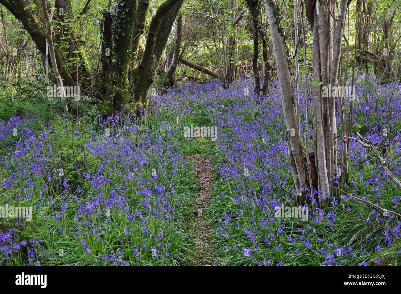 Meadows nature reserve, west Dorset, UK Stock Photo Alamy