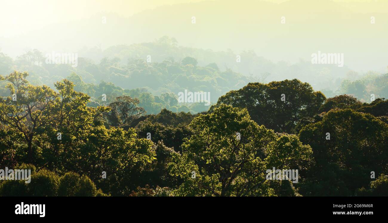Aerial view of Himalayas mountains and green forest canopy at sunrise. Focus on canopy. Stock Photo