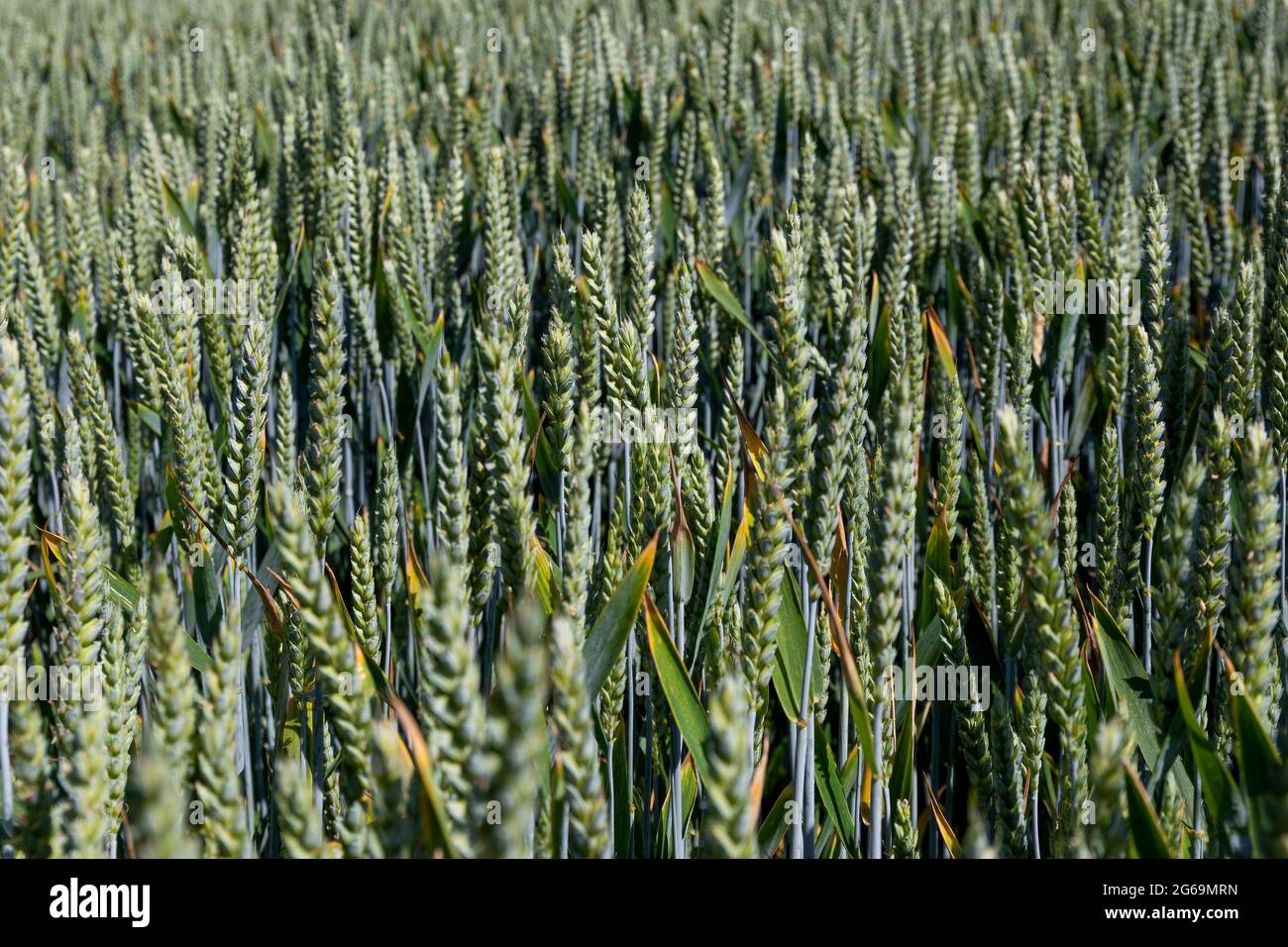 Natural background close up of field of Common wheat plants, Triticum Aestivum Stock Photo