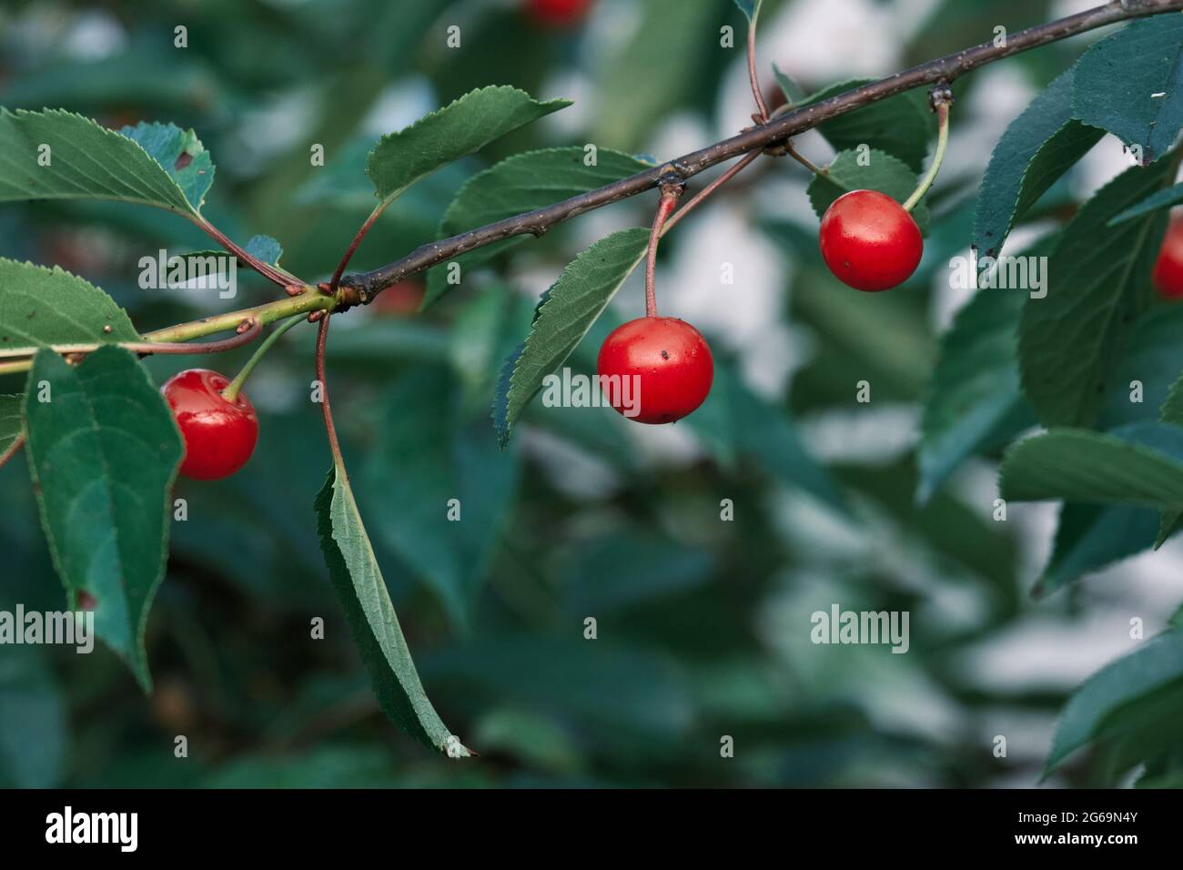 Prunus cerasus sour cherries ripening red fruits Stock Photo Alamy