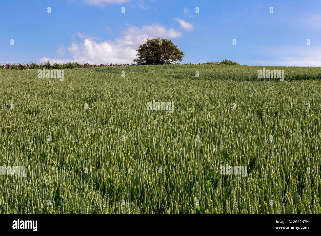 Field of Common wheat plants, Triticum Aestivum Stock Photo