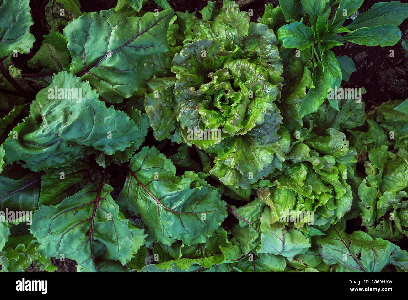 Fresh green leaf vegetables growing in the kitchen garden, containing