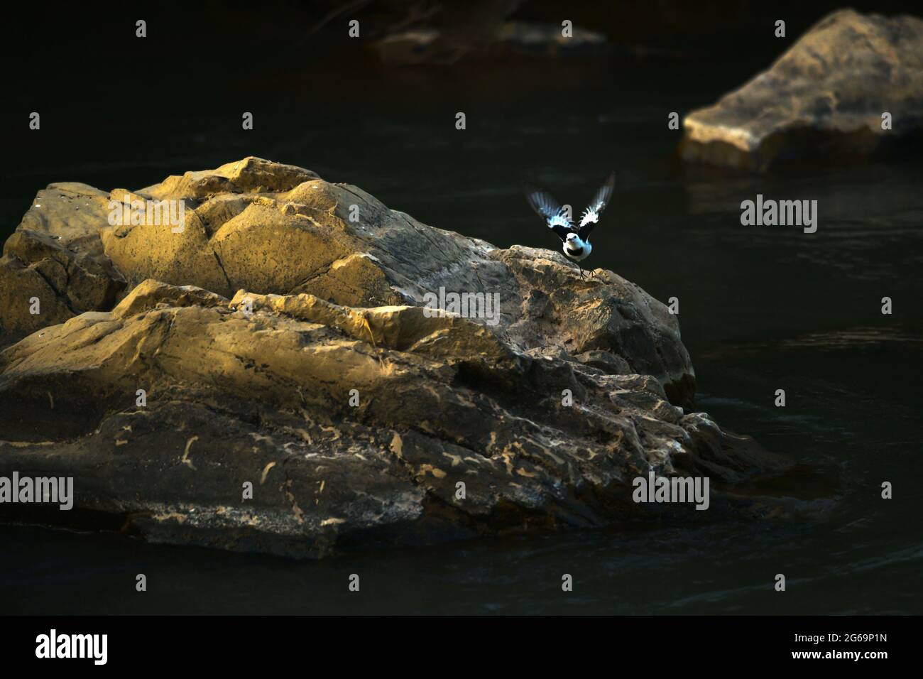 A white wagtail bird flying from the rock on a river at sunset. Bird migration. Motion blur. Stock Photo