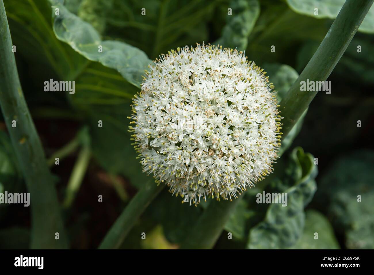 Allium cepa flower hi-res stock photography and images - Alamy