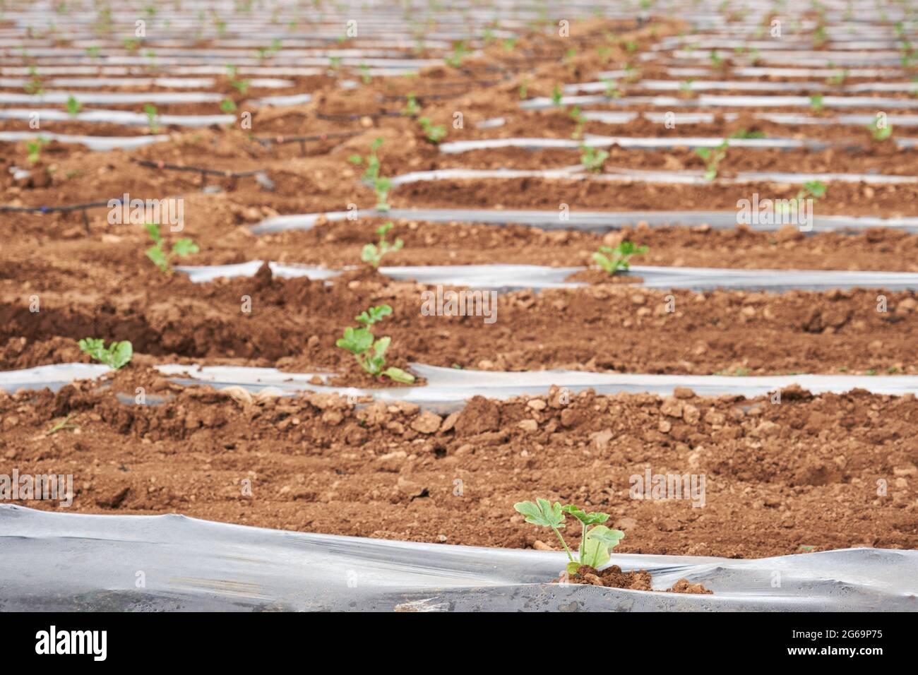 Seedling sprouting in farmland with plastic mulch protecting crops from