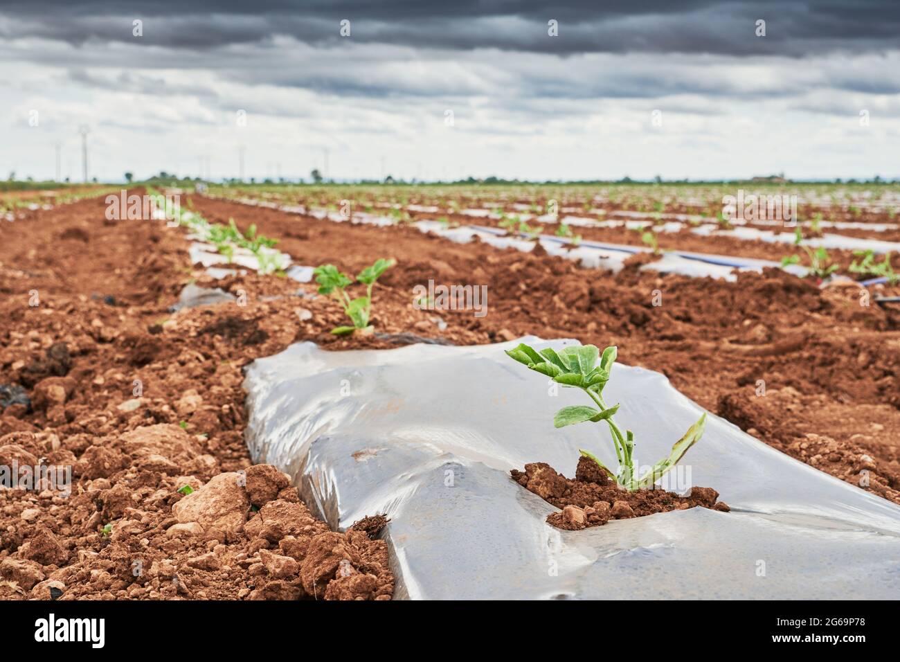 Seedling sprouting in farmland with plastic mulch protecting crops from