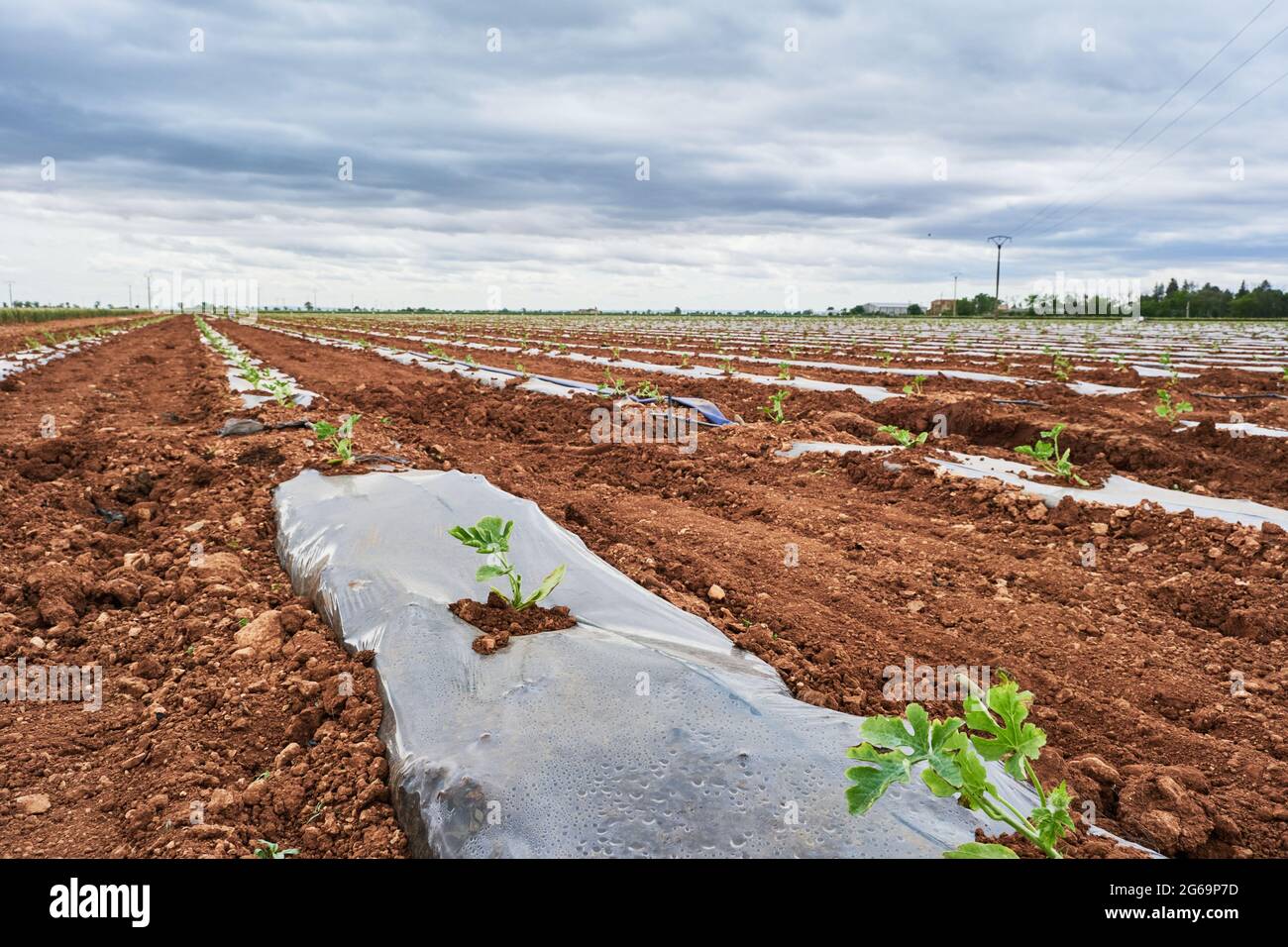Seedling sprouting in farmland with plastic mulch protecting crops from