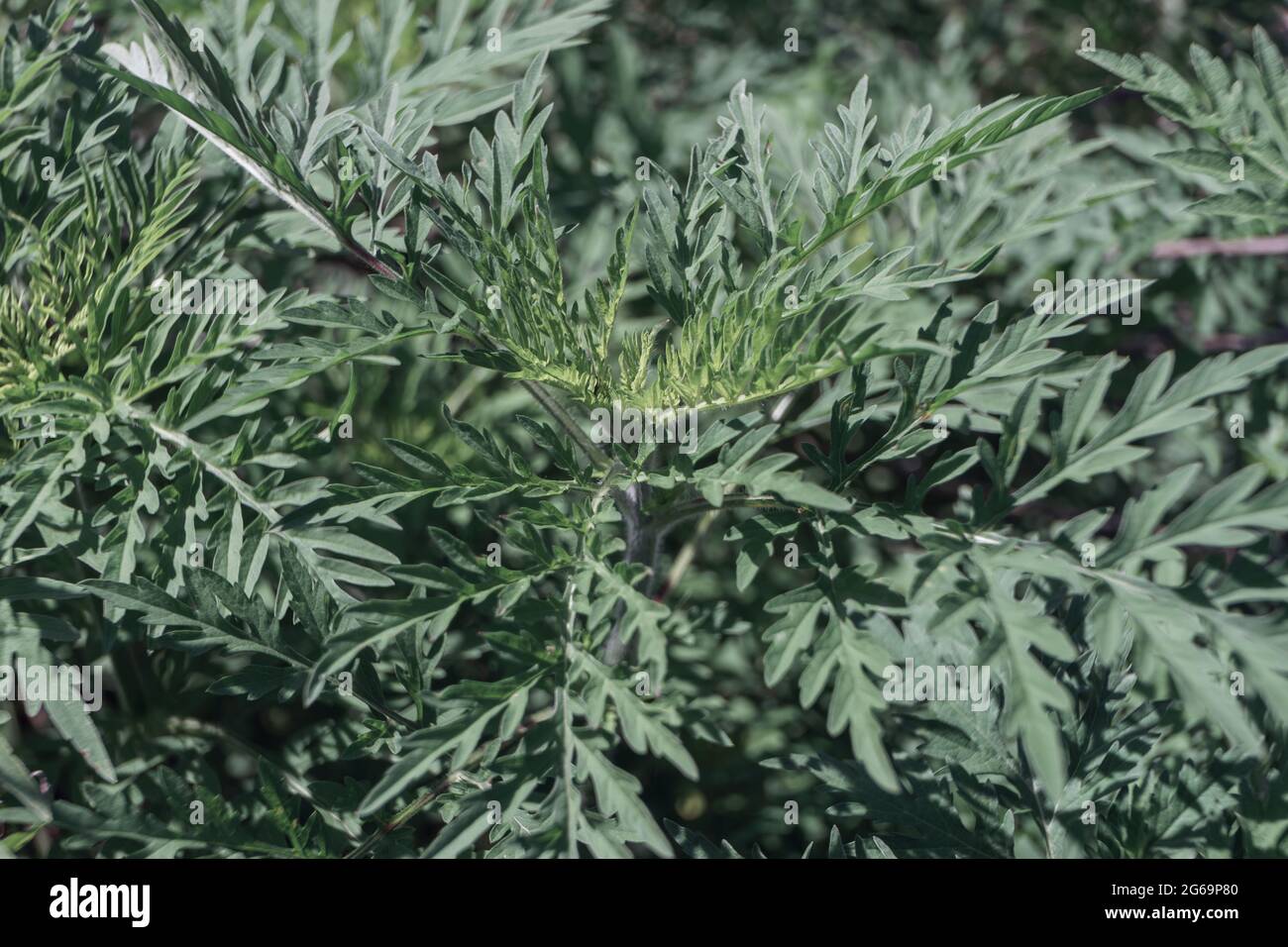 Close up beautiful ragweed background pattern of design Stock Photo - Alamy