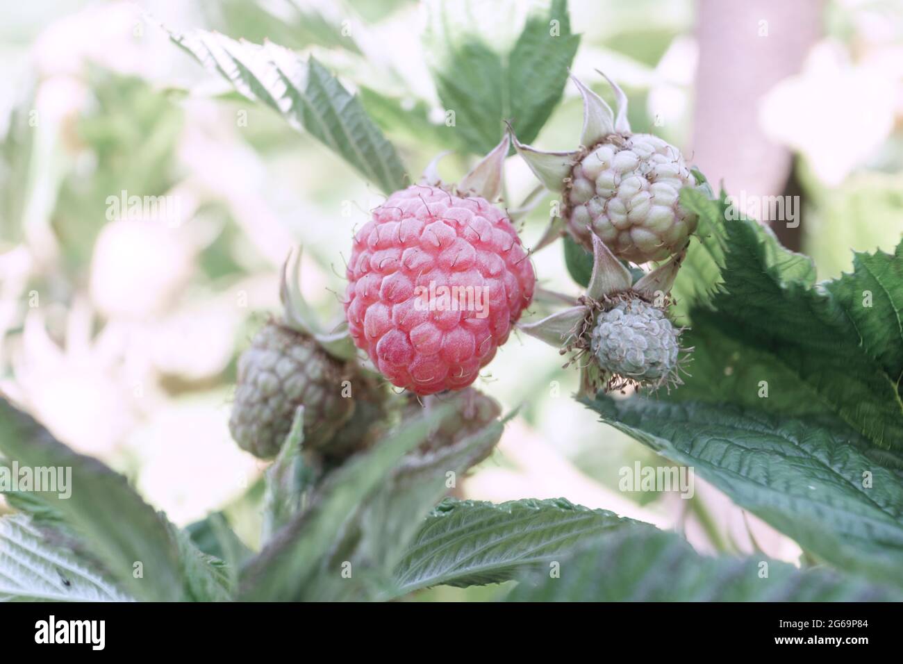 Beautiful fresh red raspberries on a raspberry bush, on a farm. Background fresh's young berries