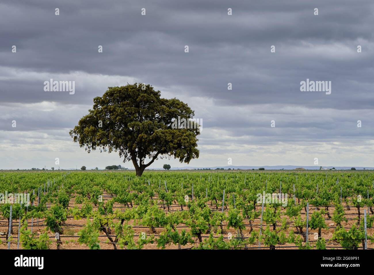 Quercus ilex or holm oak tree in a green vineyard in La Mancha, Spain Stock Photo