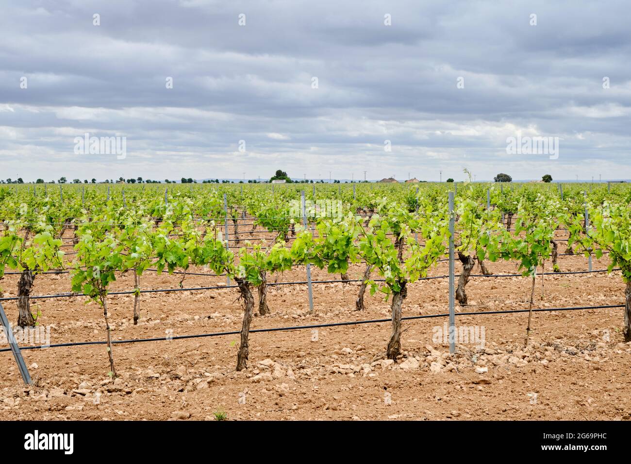 Winemaking vineyard in La Mancha with drip irrigation system watering the plants roots Stock Photo