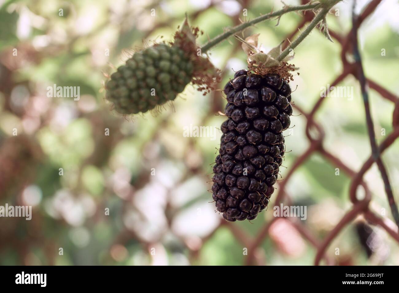 Close up of beautiful Blackberry early large-fruited (Karaka Black) on a blackberry bush, on a farm. Background fresh's young berries. Stock Photo