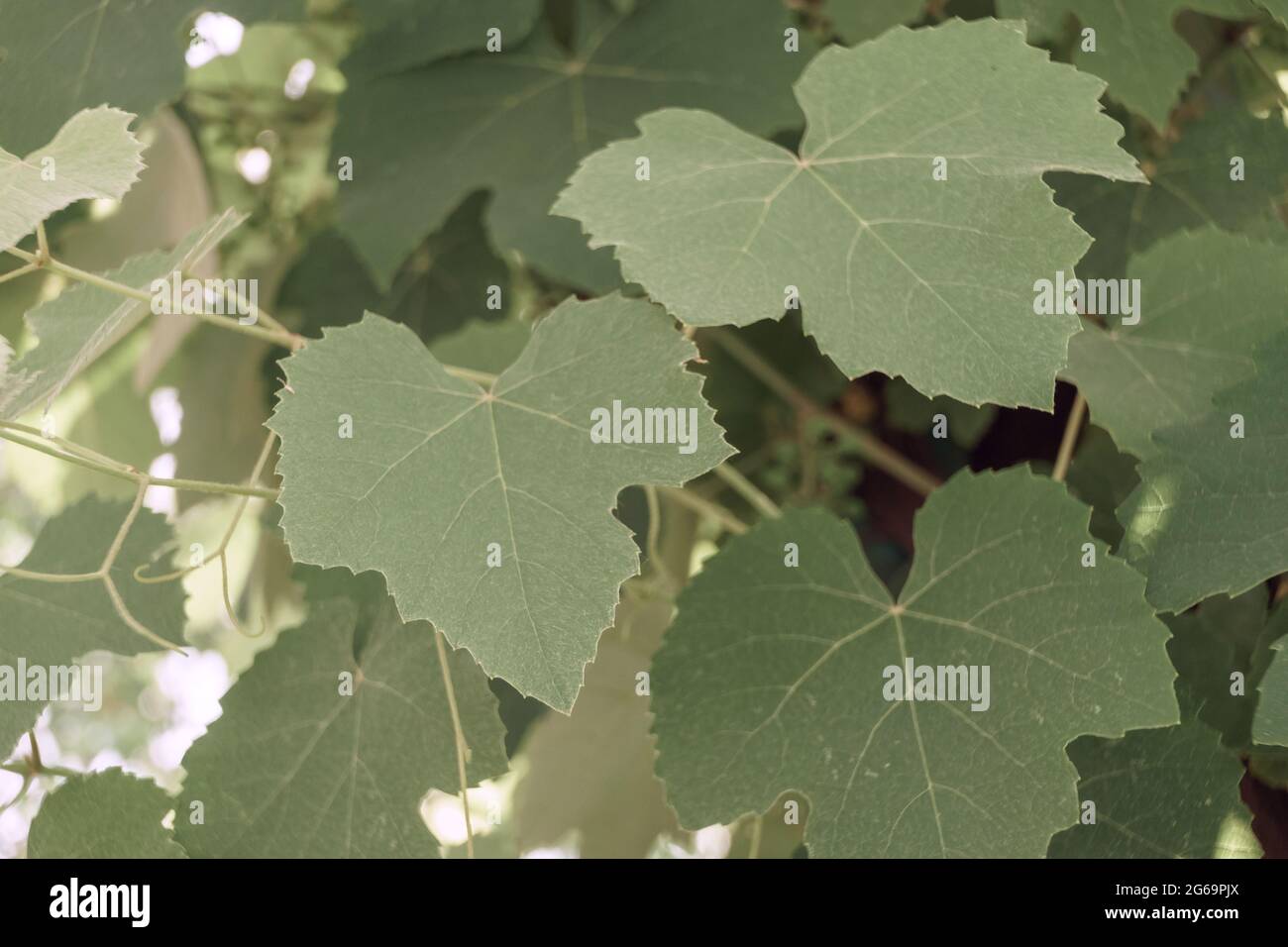 Beautifu grape leaf  pattern background texture for design. Macro photography view. Stock Photo