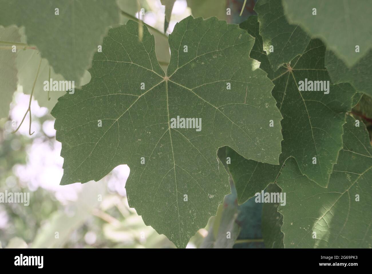 Beautifu grape leaf  pattern background texture for design. Macro photography view. Stock Photo