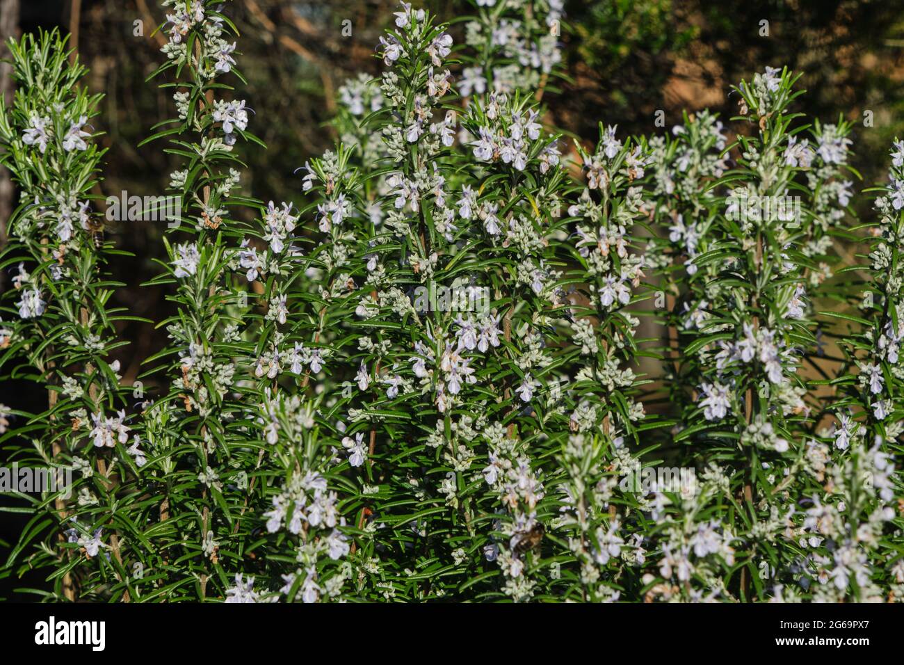 Wild rosemary plant with purple flowers blooming Stock Photo Alamy