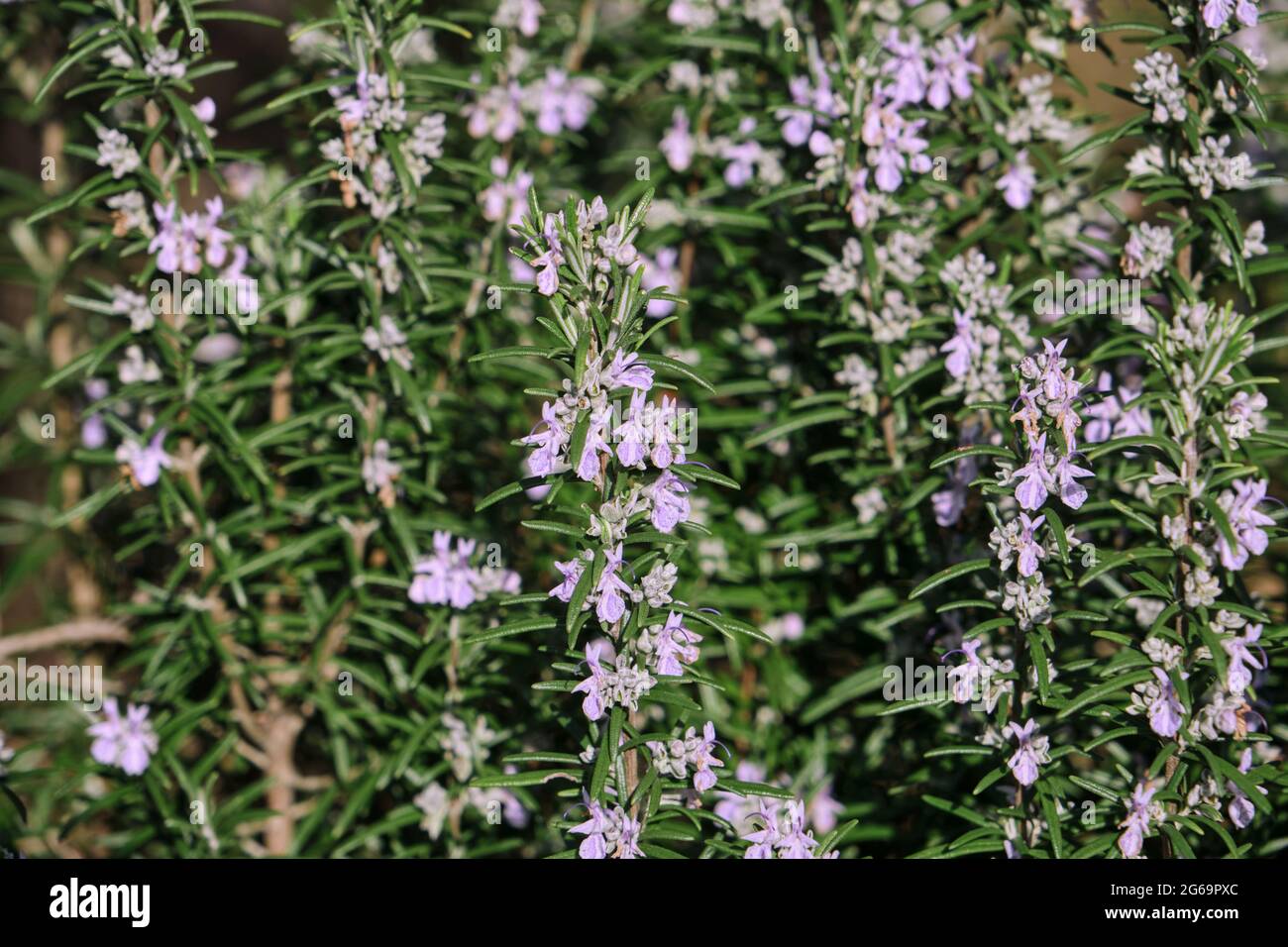 Wild rosemary plant with purple flowers blooming Stock Photo Alamy