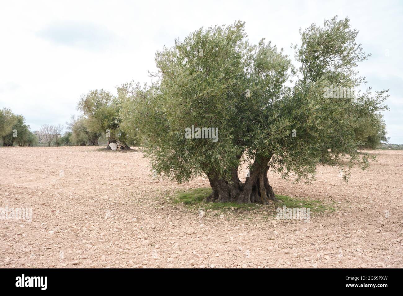 Olea europaea or olive trees field in Spain Stock Photo