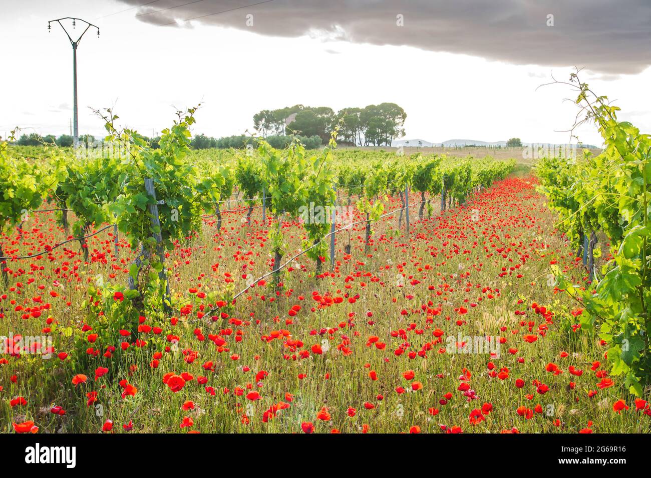 Ecologic vineyard springtime landscape with red poppy flowers blooming in La Mancha, Spain Stock Photo