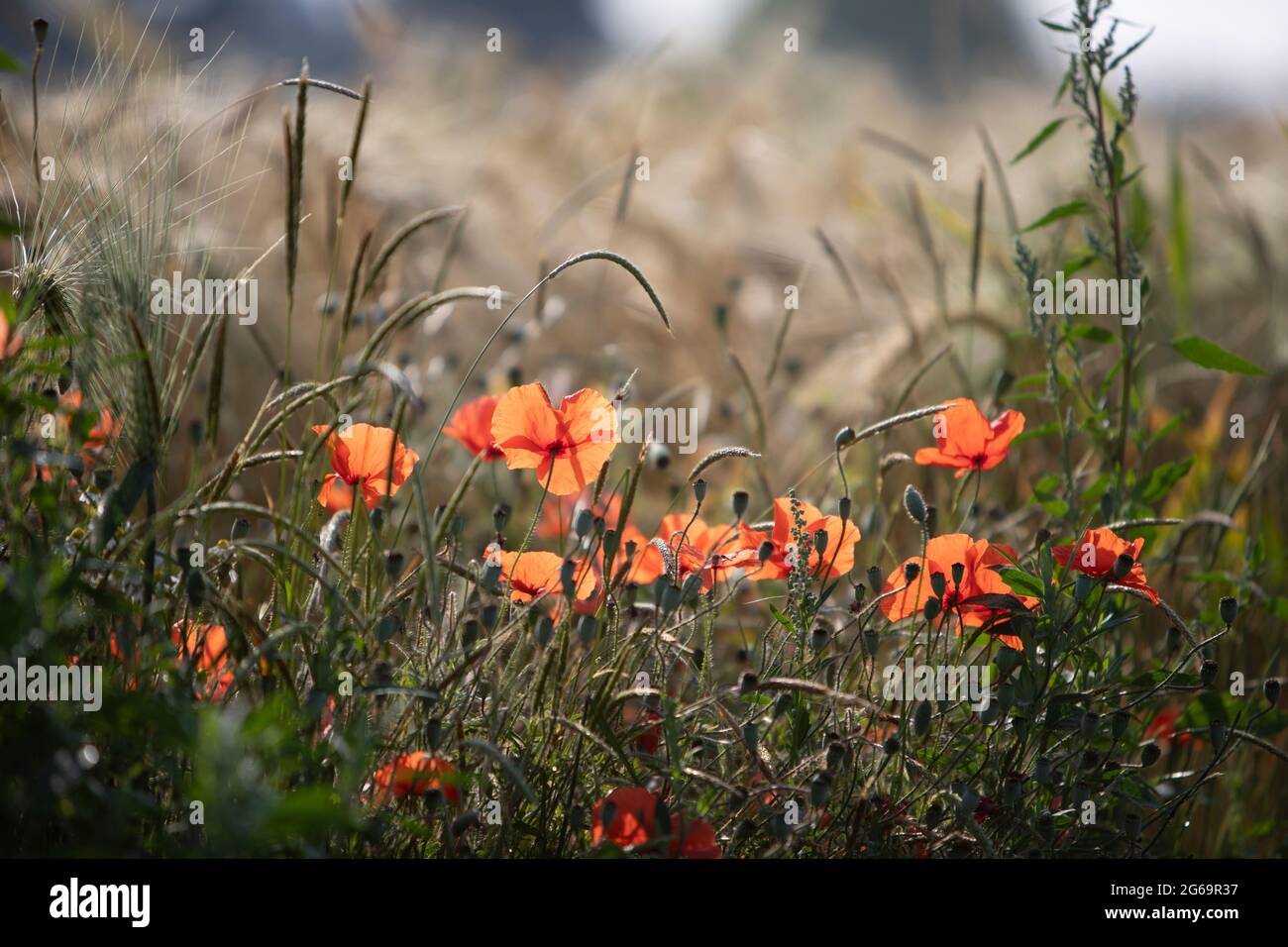 Poppy blossoms in a wheat field Stock Photo