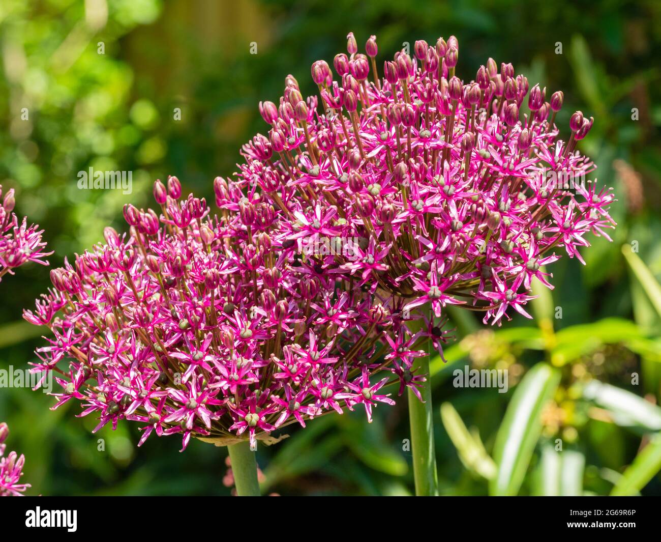 Inverted bowl shaped flower heads of the hardy, early summer flowering ornamental onion, Allium 'Miami' Stock Photo