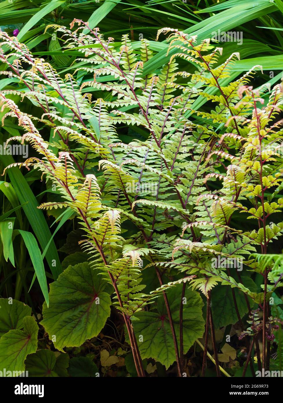 Fresh fronds of the deciduous, shade loving hardy Japanese fern, Athyrium otophorum 'Okanum' Stock Photo