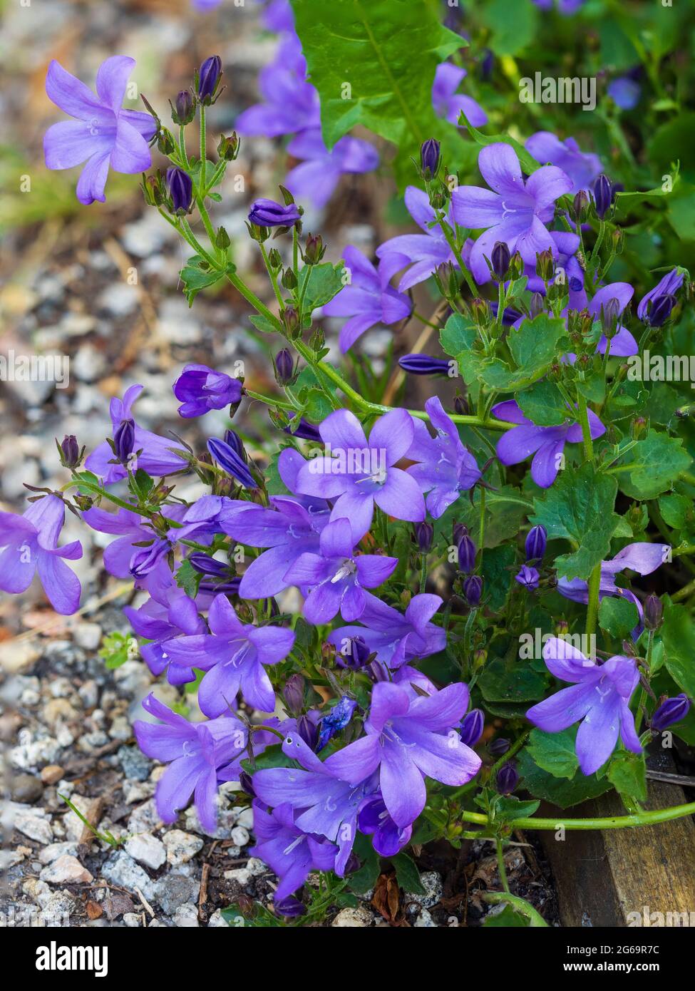 Early summer carpet of the small blue flowers of the  Adriatic bellflower, Campanula garganica 'Mrs Resholt Stock Photo