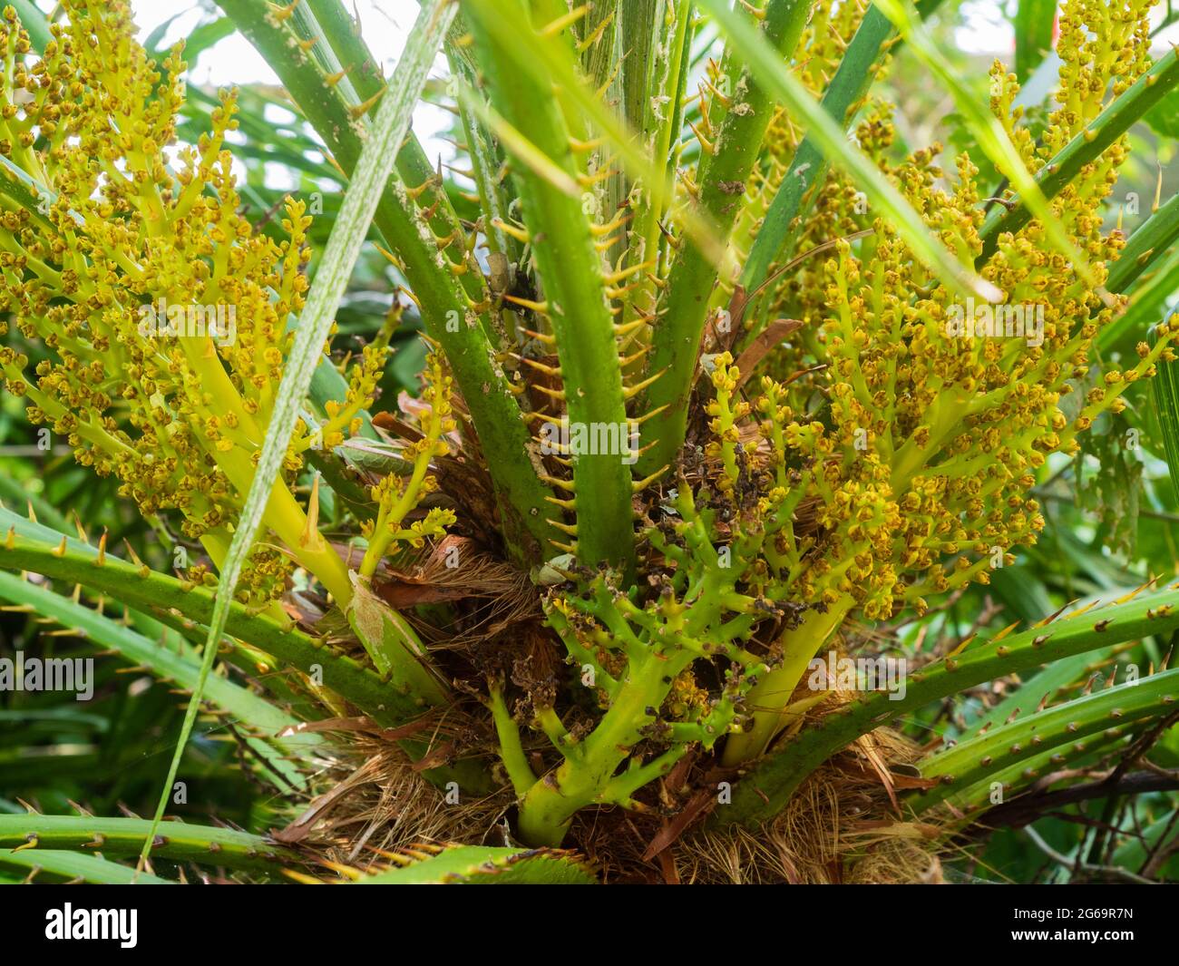 Flowering stalks of the half hardy European fan palm emerge among the spiny frond stalks in early summer Stock Photo