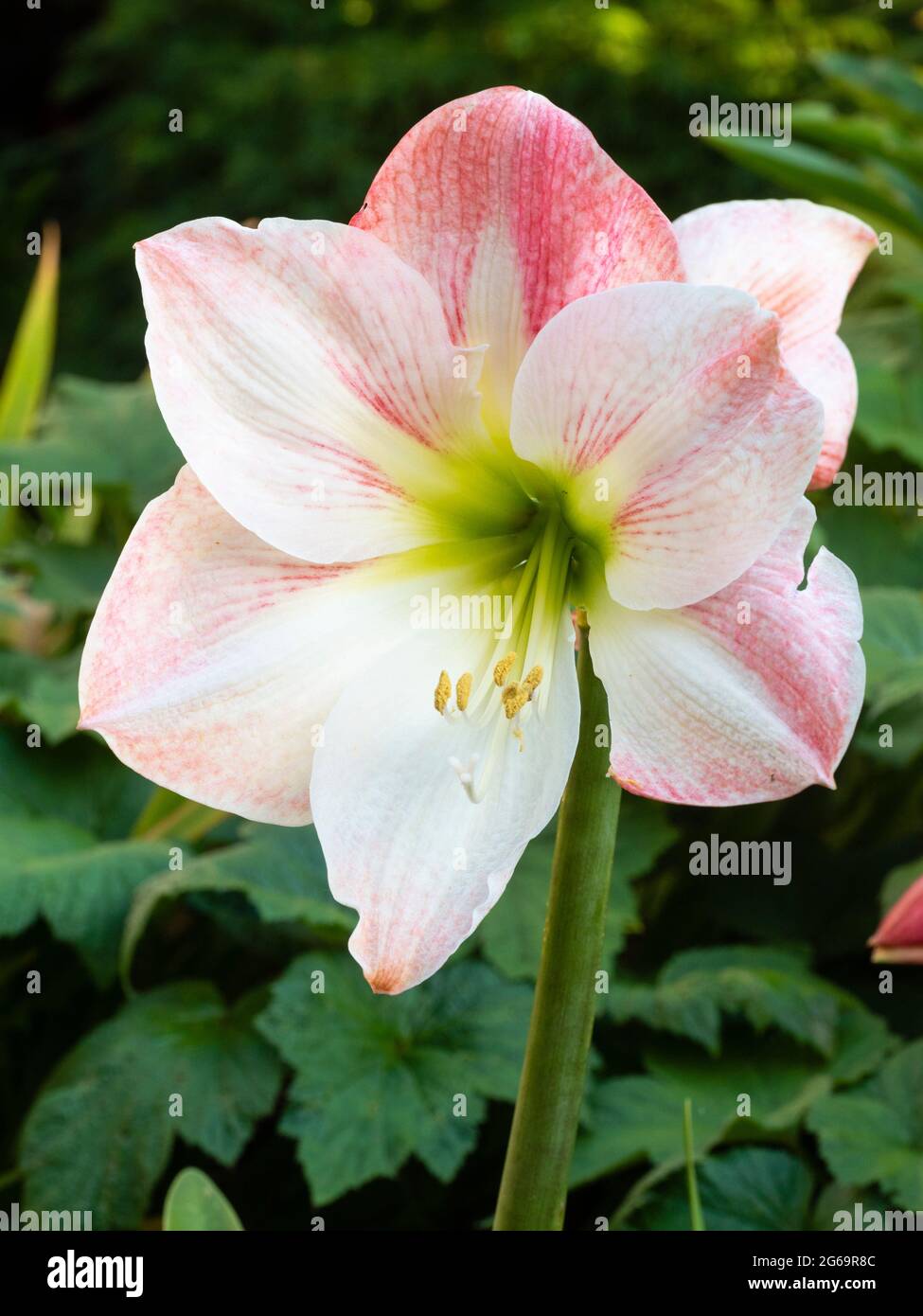 White and pink flower of Hippeastrum 'Apple Blossom' (amaryllis) blooming as a summer visitor outside in June in a Plymouth, UK garden Stock Photo