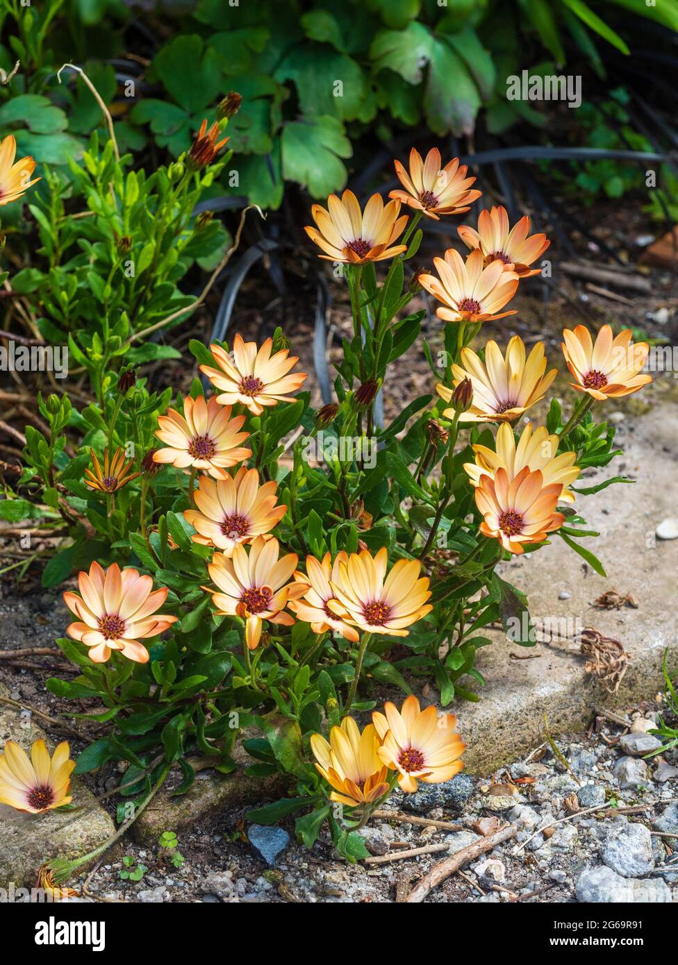 Spreading mat of the half hardy African daisy, Osteospermum ecklonis 'Tradewinds Cinnamon' Stock Photo
