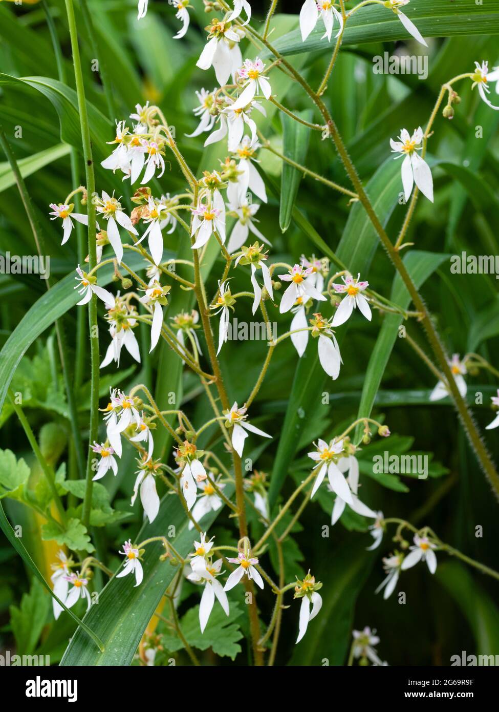 Early summer panicles of white flowers of the half hardy creeping saxifrage, Saxifraga stolonifera Stock Photo
