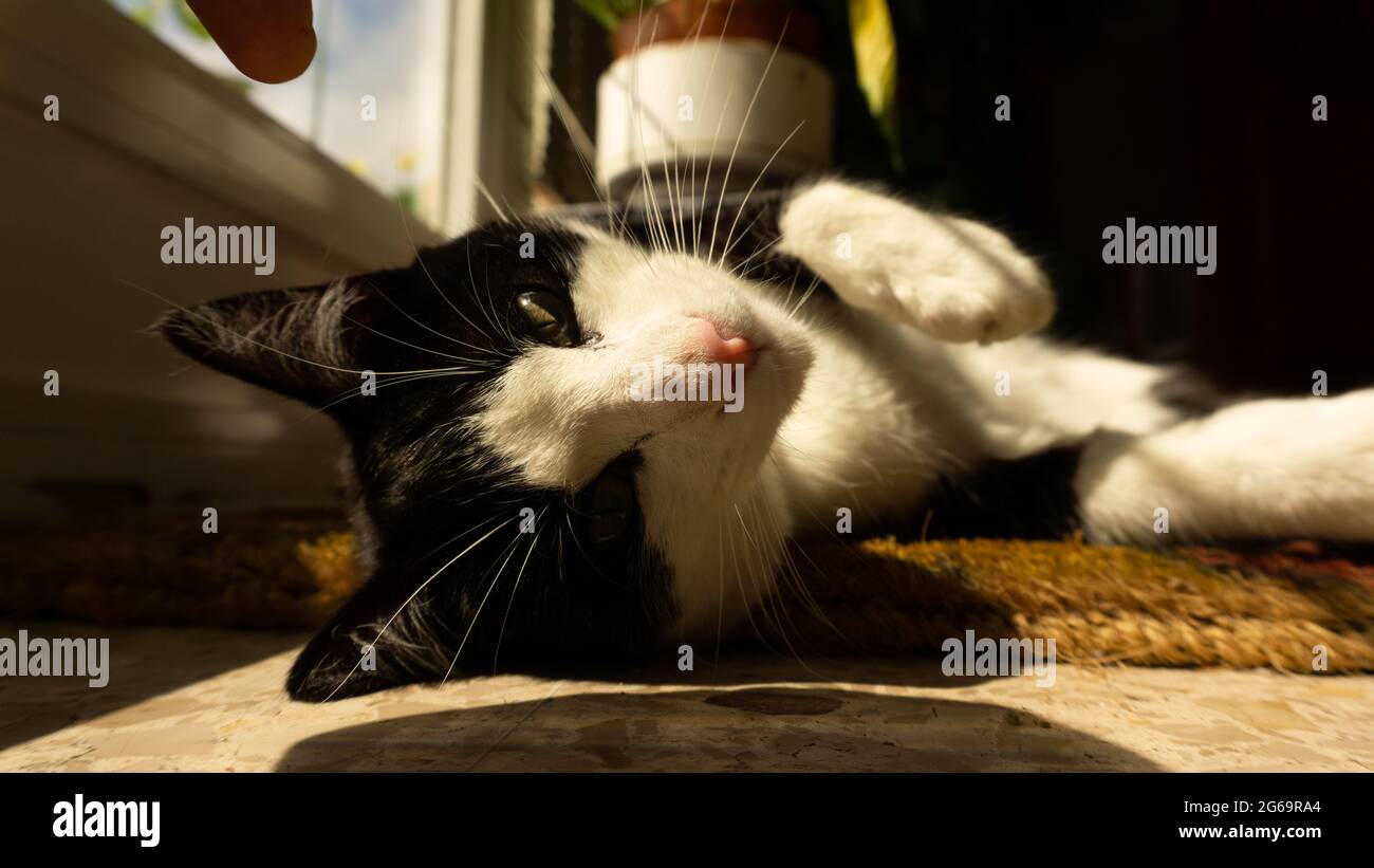 black and white cat lying down looking straight ahead Stock Photo - Alamy
