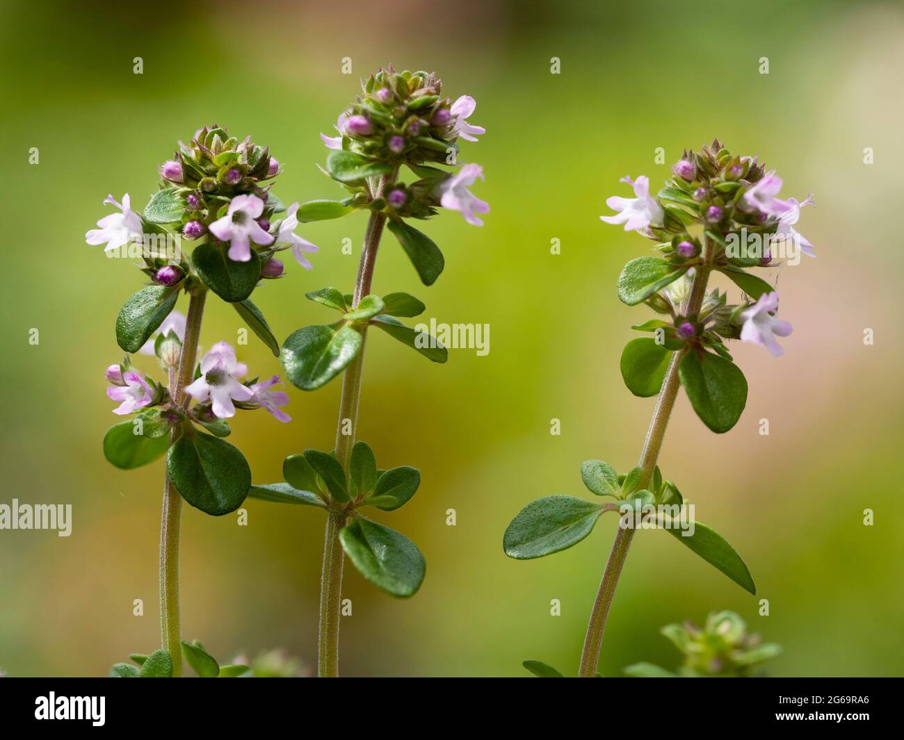 Flower spikes of the hybrid, summer flowering hybrid cooking herb, lemon thyme, Thymus x citriodorus Stock Photo