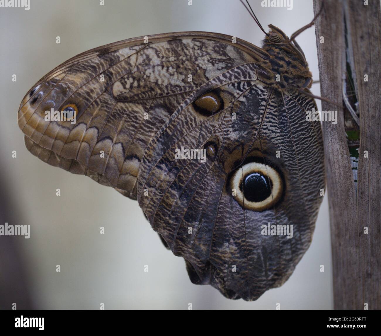 Giant Owl Butterfly (Caligo eurilochus) in Butterfly Garden Selvatura Park Monteverde, Costa Rica. Stock Photo