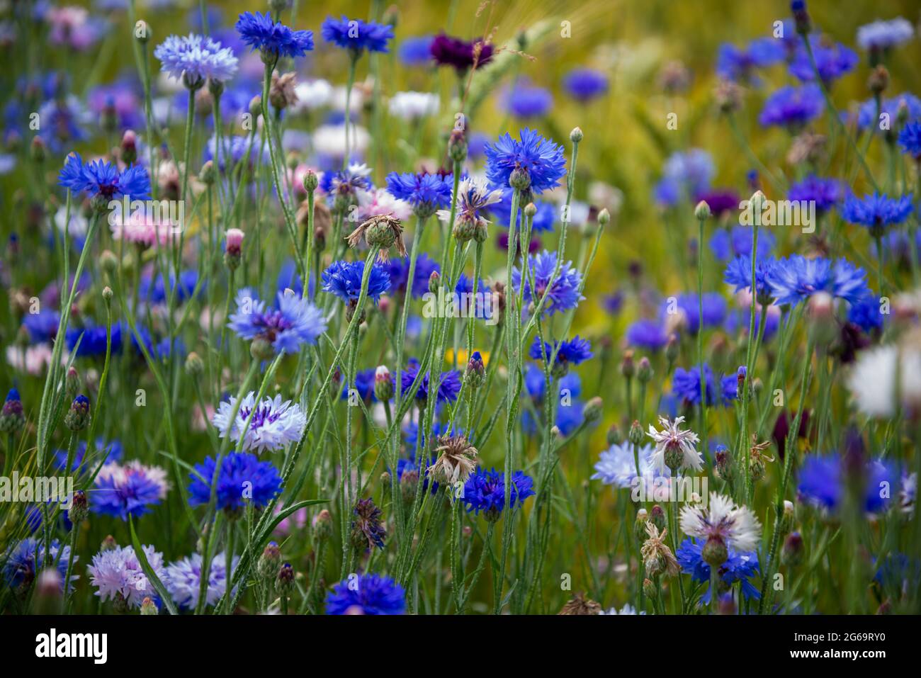 Blue flowers cornflowers in the garden. Cornflower in the flowerbed