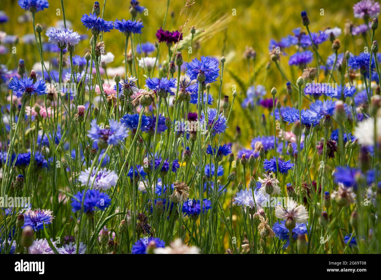 Blue flowers cornflowers in the garden. Cornflower in the flowerbed. Summer Blue wildflower. cornflowers. Stock Photo