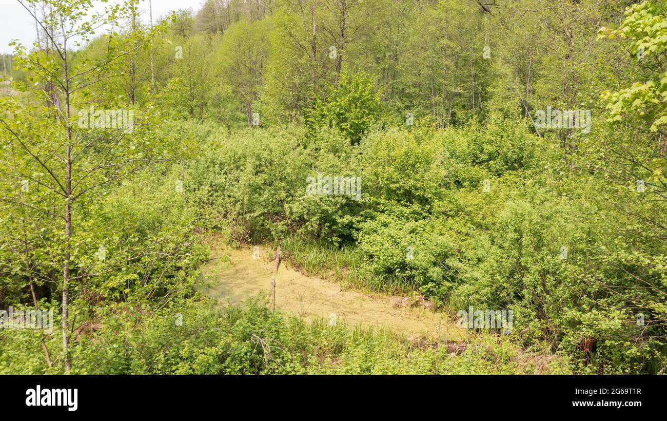 Spring Riparian Riparian stand in spring with standing water from above, Bialowieza ...