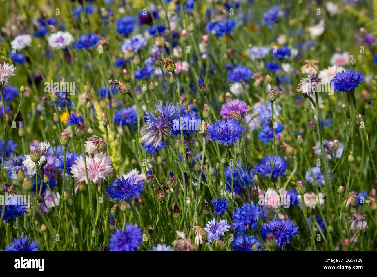 Blue flowers cornflowers in the garden. Cornflower in the flowerbed. Summer Blue wildflower. cornflowers. Stock Photo