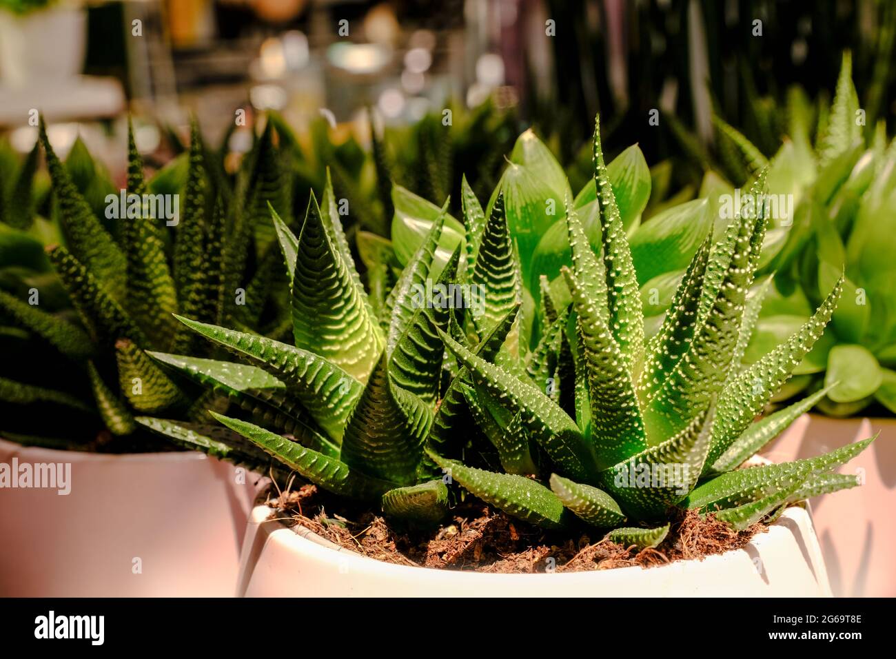Many different cacti in flowerpots mix selling in flowers store. Garden center with lot potted
