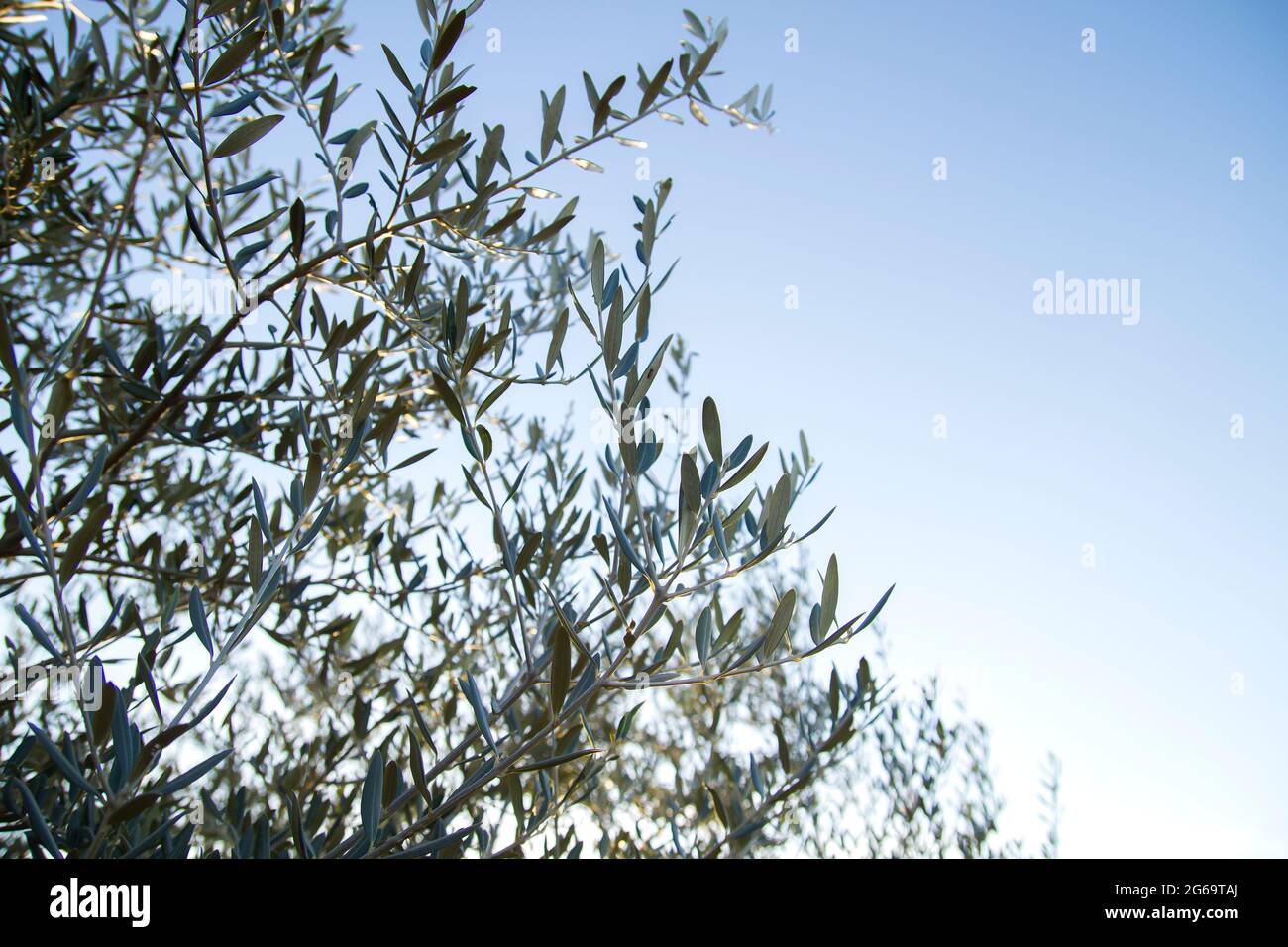 Olive tree green foliage detail Stock Photo - Alamy