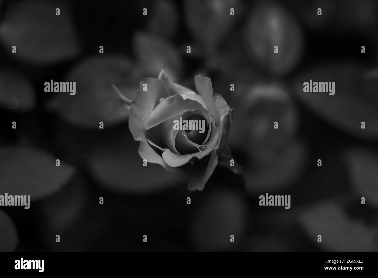 Black rose flowers in the garden. I captured this image on August 11