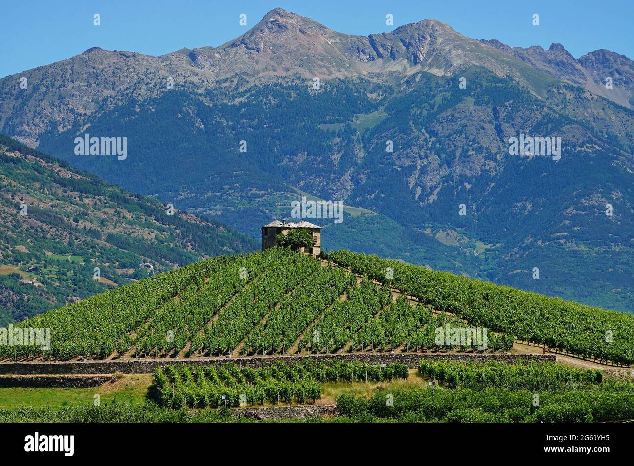 The vineyard 'Les Crêtes' of Aymavilles in the mountain territory of Valle d'Aosta Stock Photo