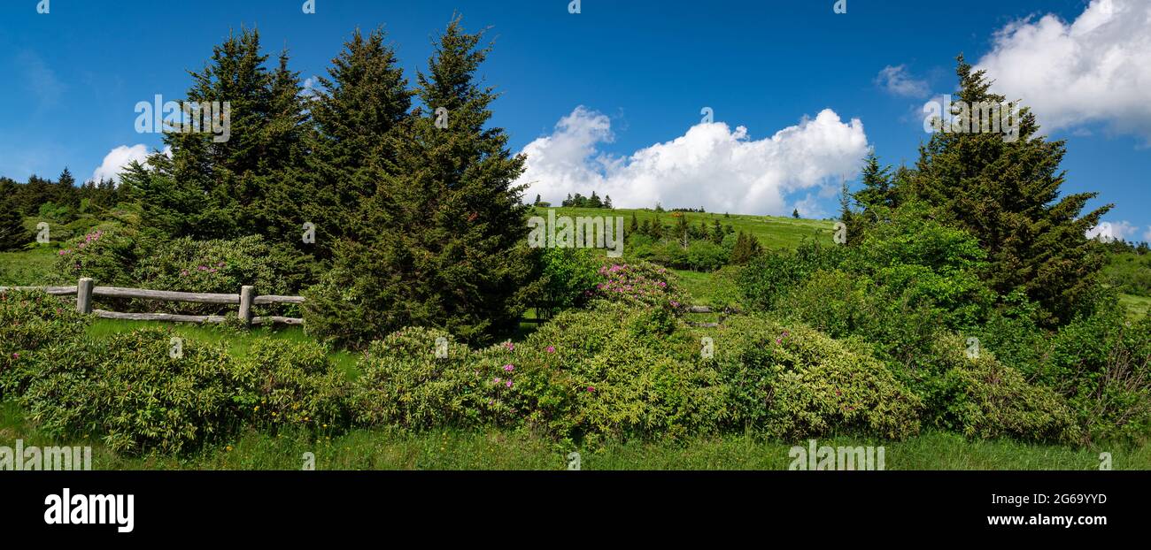 Fraser fir trees (Abies fraseri) and catawba rhododendron (Rhododendron catawbiense) in Roan Mountain State Park in Tennessee in mid-June. Stock Photo