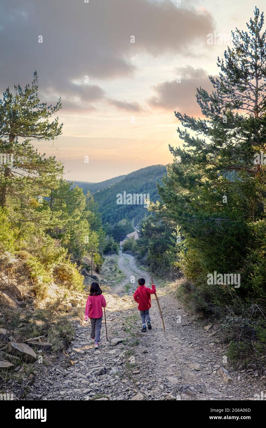 a boy and a girl with their backs to each other walk along a path in a pine forest with sunset light in the background, vertical Stock Photo