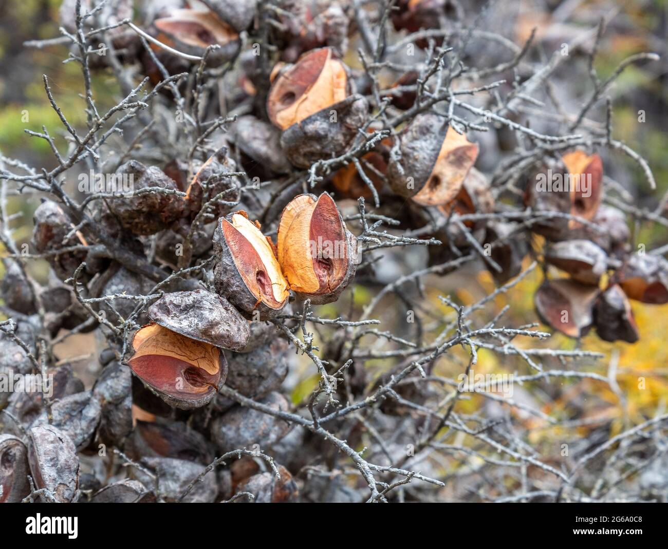 Fruits of a dry Hakea bush in New Zealand Stock Photo