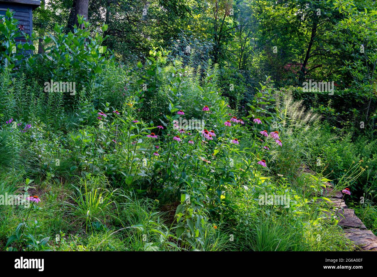 Backyard wildflower garden in central Virginia in June, with purple coneflowers, bottlebrush grass, and other native plants. Stock Photo
