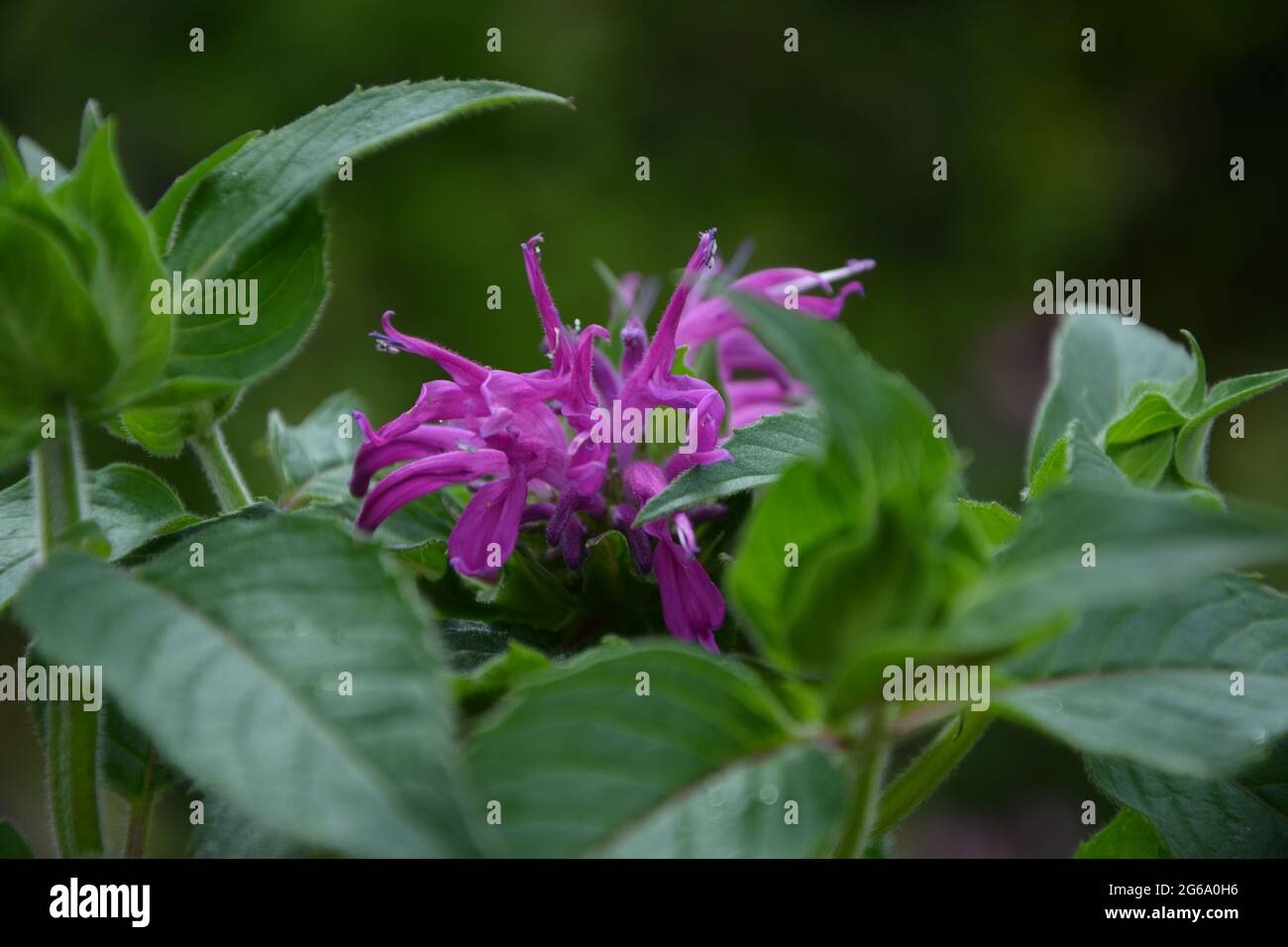 Purely Beautiful British Landscape Summer 2021, Cambridge UK Stock Photo