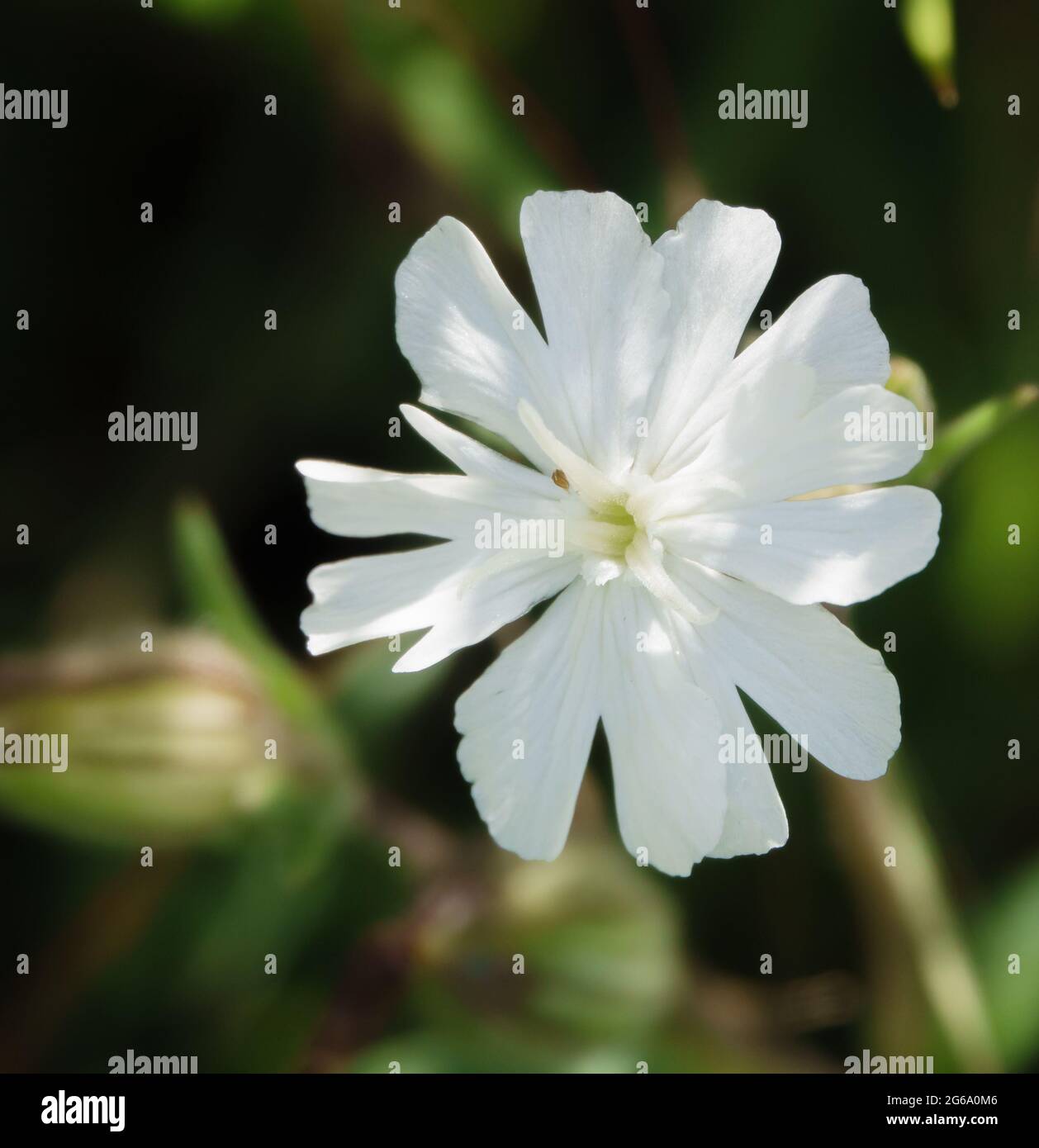 a beautiful white campion flower (Silene latifolia) in full summer bloom Stock Photo